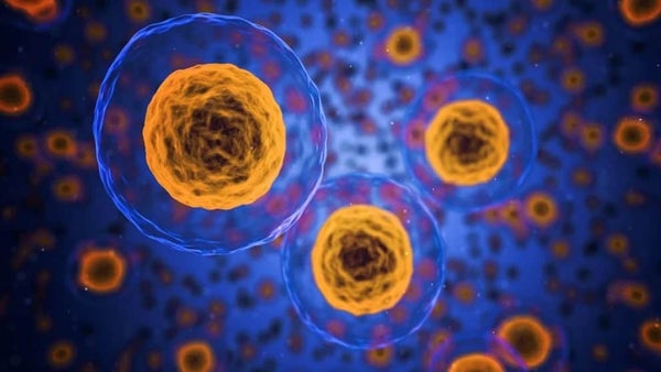 Células madre podrían ser alternativa para contagiados con covid-19 Células madre podrían ser alternativa para contagiados con covid-19