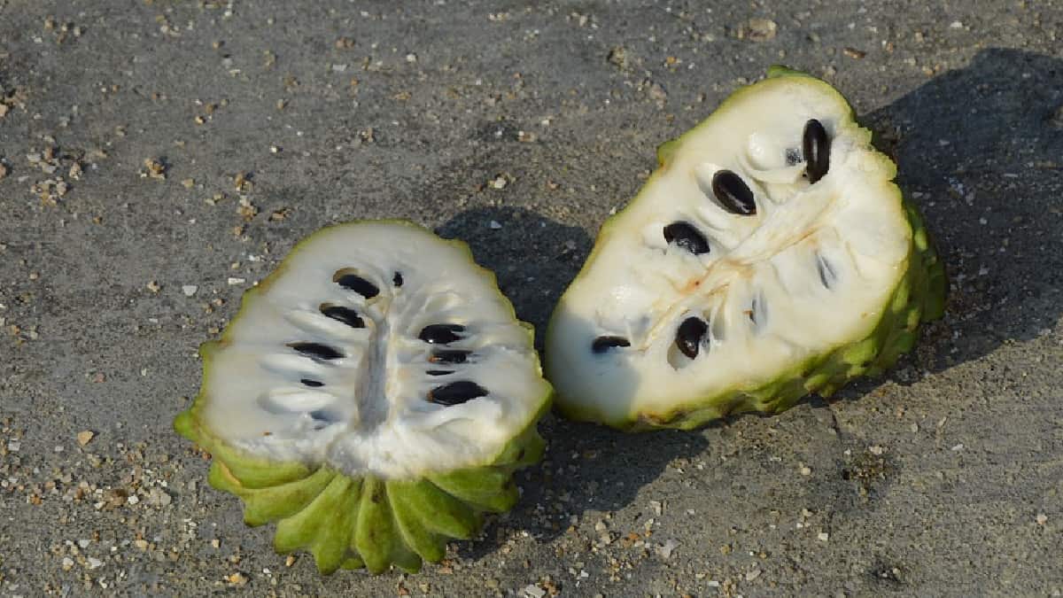 ¿Qué es la chirimoya?, beneficios del consumo de esta fruta.