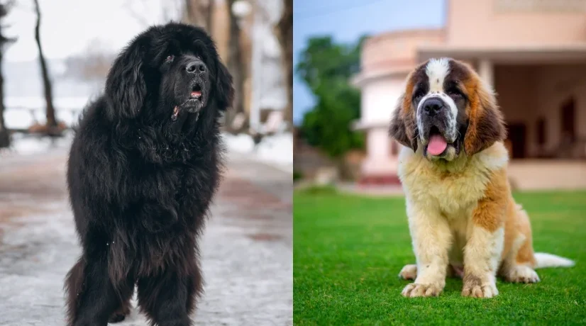 Científicos quieren alargar la vida de los perros grandes