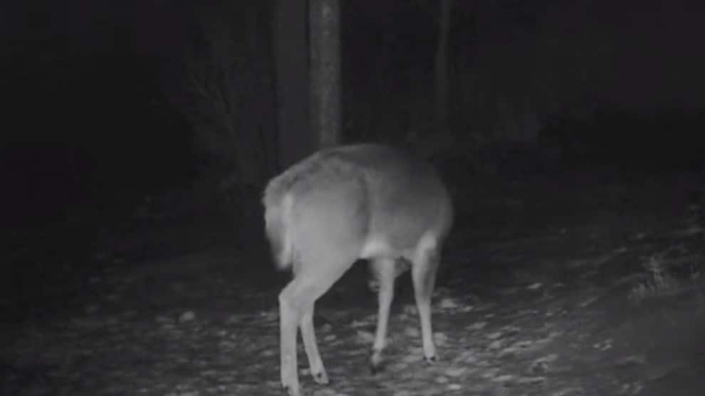 Video: Captan el momento exacto cuando un ciervo muda de cornamenta