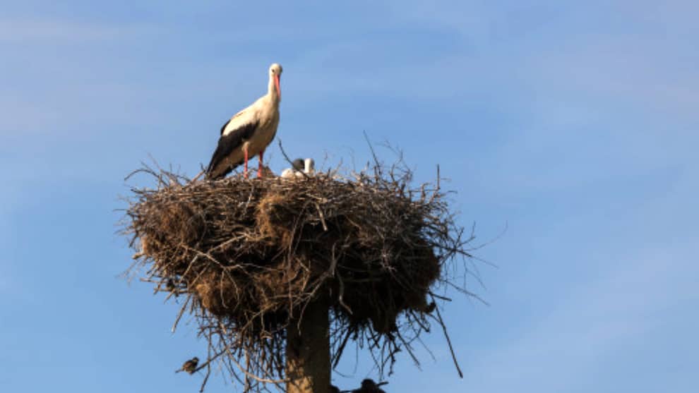 cigüeñas impiden producción de cerveza en Alemania