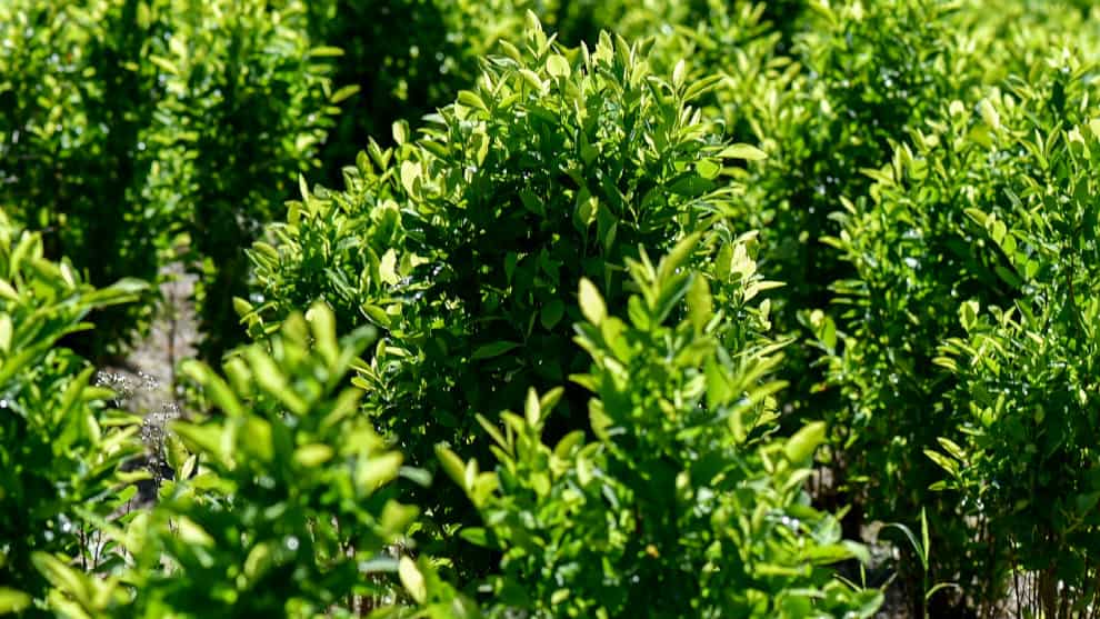 En el informe también se destaca la sustitución de cultivos. Foto: AFP