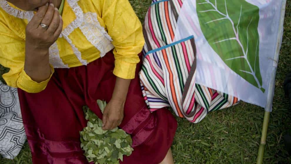 Cultivos de coca incrementan en Bolívia