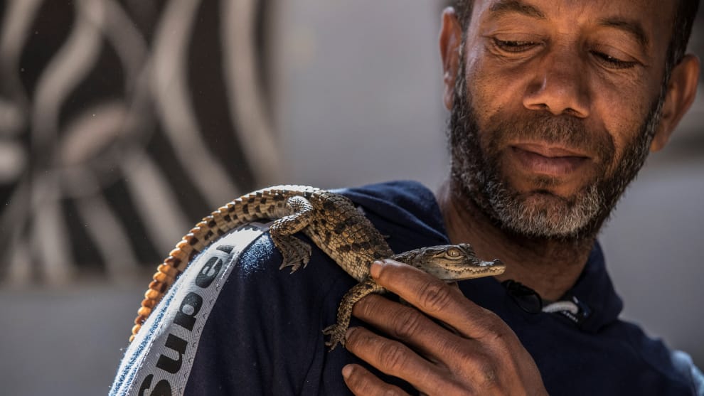 Pueblo egipcio cría cocodrilos como mascotas