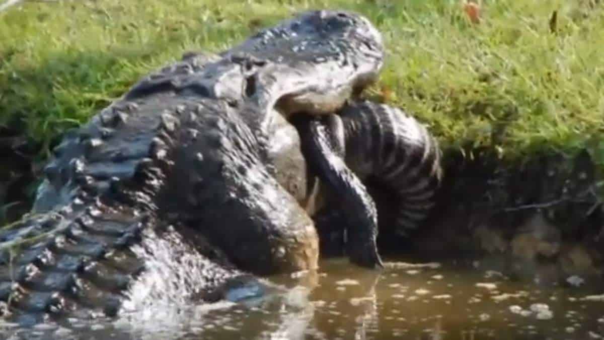 Gigantesco cocodrilo se devora a otro de su especie más pequeño