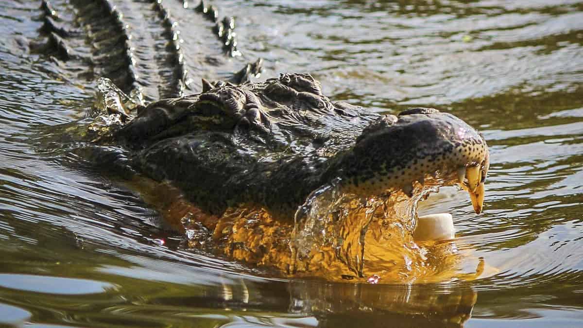 Cocodrilo ataca niña de 8 años