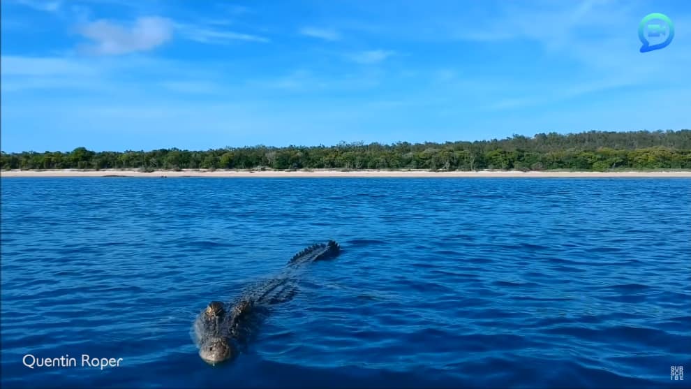 Cocodrilo ataca dron