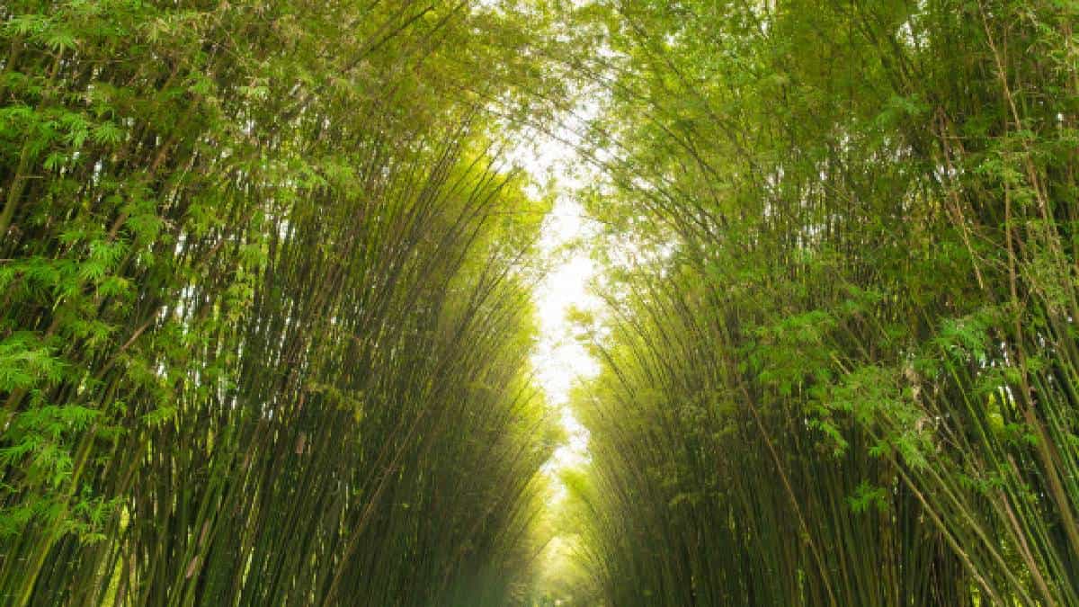 De esta manera avanza la reforestación del páramo más grande de Colombia