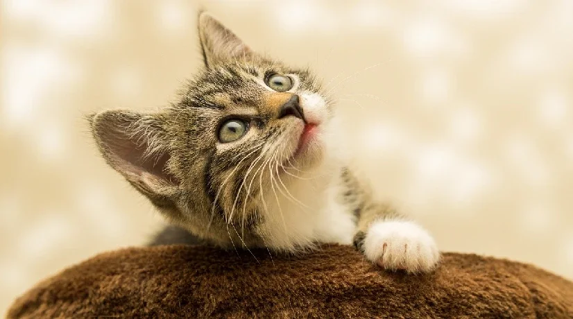 Colombiano enseña a sus gatos a cocinar arepa con huevos y el video se hace viral