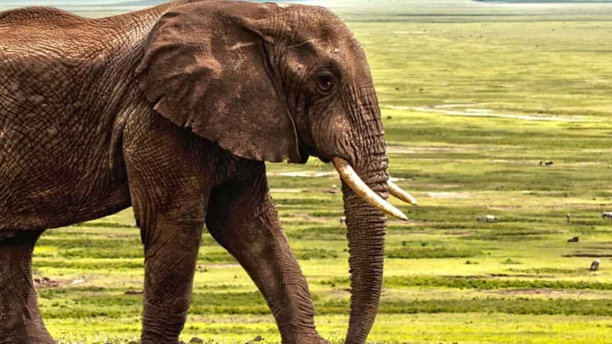 Comercio de colmillos de elefante