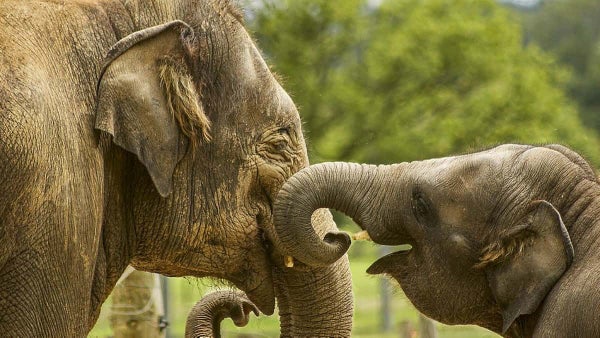 Hong Kong debe fortalecer leyes para combatir contrabando de animales salvajes: investigadores