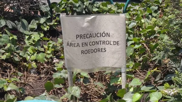 Distrito avanza en erradicación de plagas: así puede avisar si hay roedores en su sector