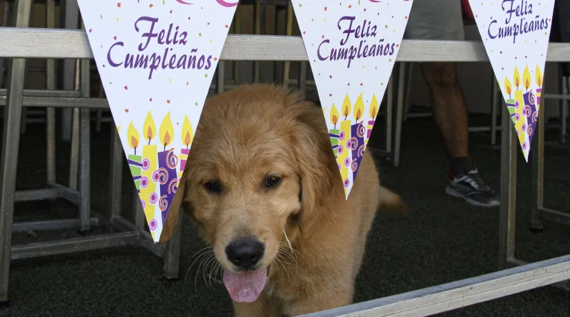 Restaurante para perros en Costa Rica es amigable con humanos