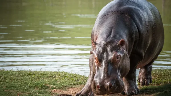 Población de hipopótamos en el país será controlada: ¿Cuánto cuesta esterilizarlos?