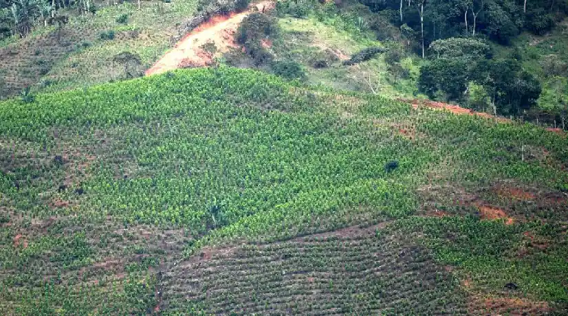 Colombia es el mayor productor global de cocaína.