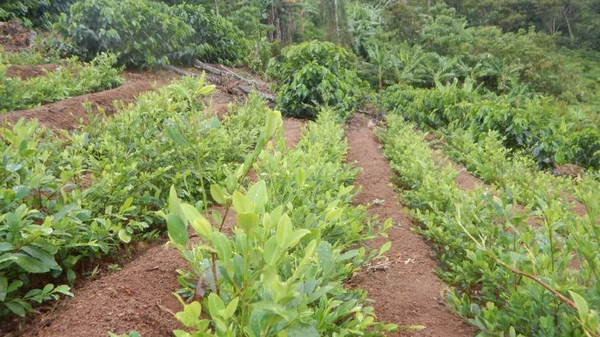 Por segundo año consecutivo no se erradicaron cultivos ilícitos en Colombia