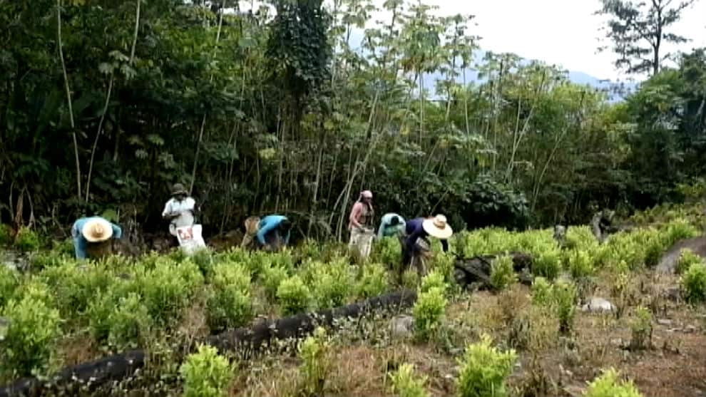 Cultivos de coca en Colombia tuvieron una ligera reducción en 2018