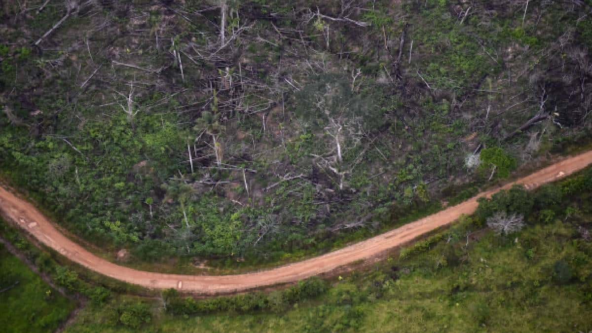 Minambiente entrega cifras de deforestación en Colombia