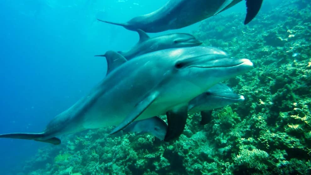 Captan en video a delfines que ‘brillan’ en la oscuridad