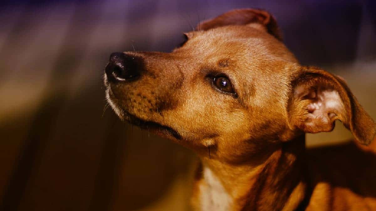 Cortar orejas y cola a los perros sería maltrato animal