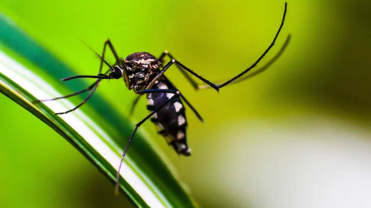 Estudio en Indonesia da indicios para contener el dengue