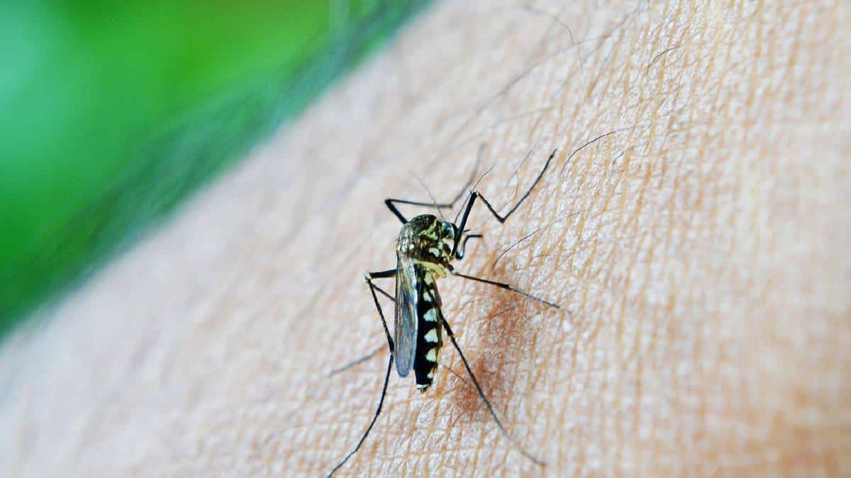 Cartagena suma más de 2.720 casos de dengue