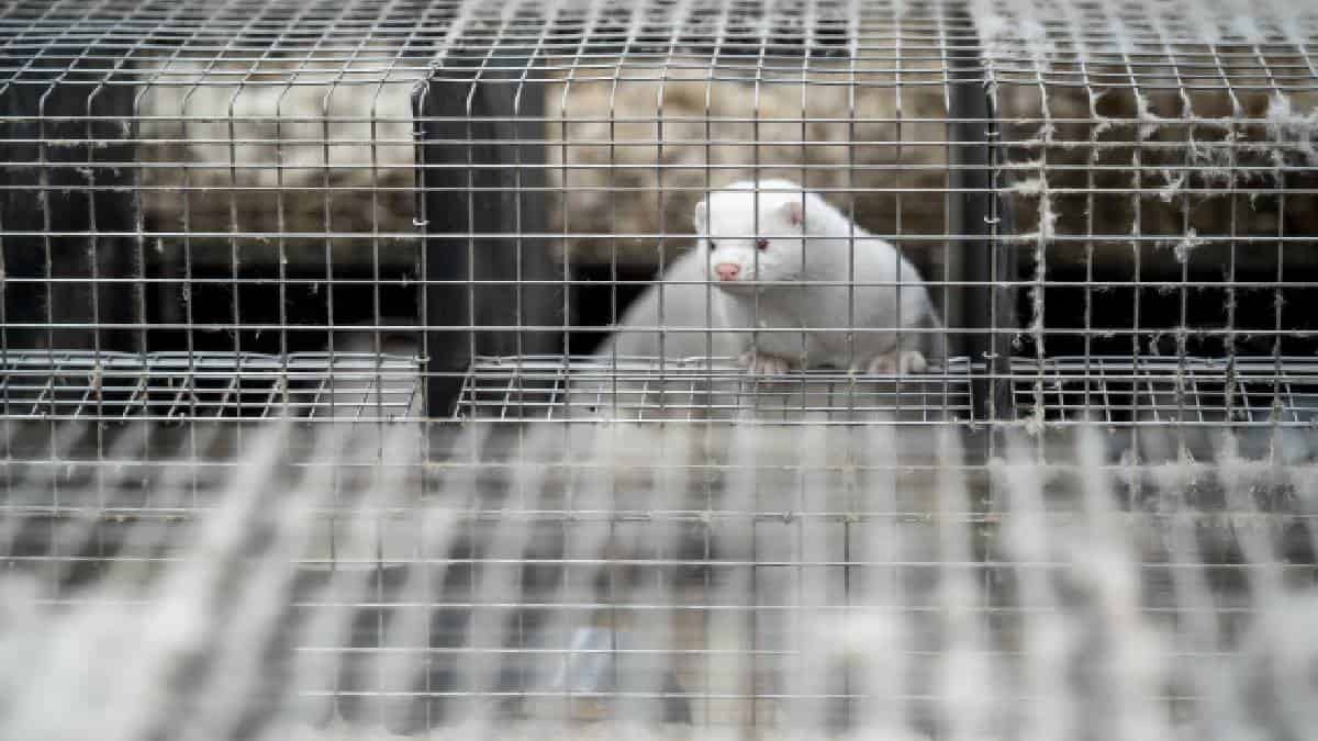 El sacrificio de visones carece de base legal, según ministro Danés