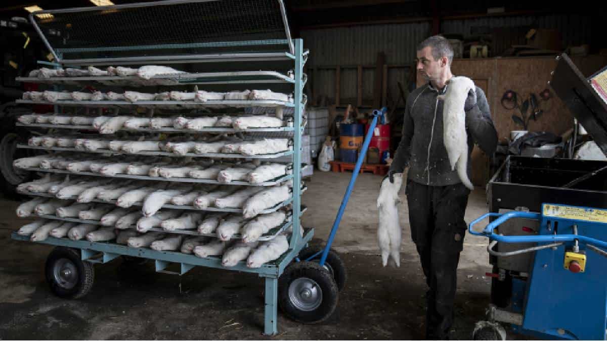 Mutación de covid-19 en visones fue posiblemente eliminada, según gobierno danés