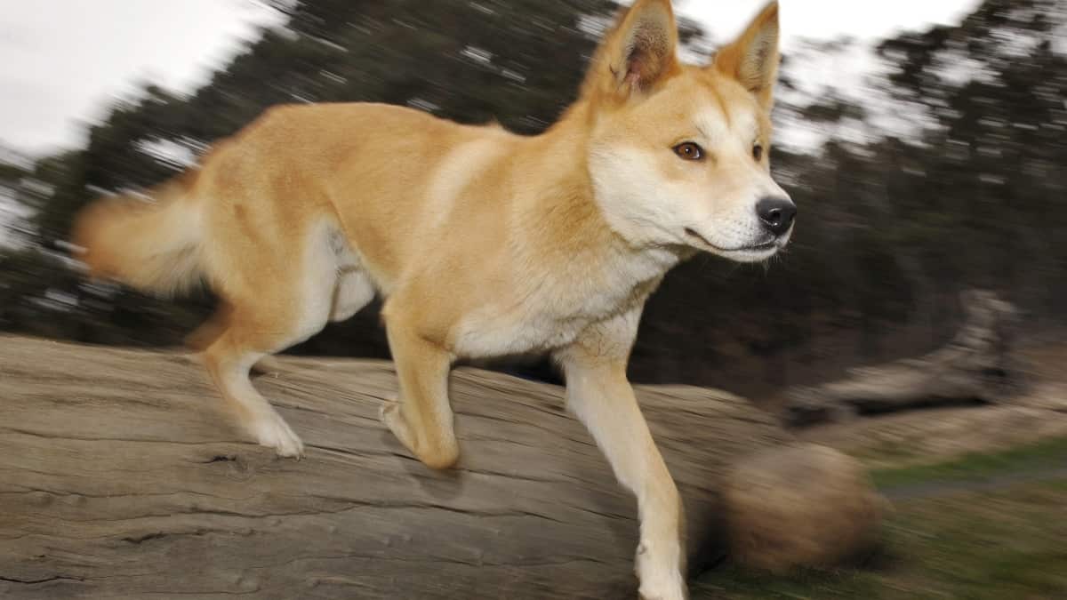 Dingo