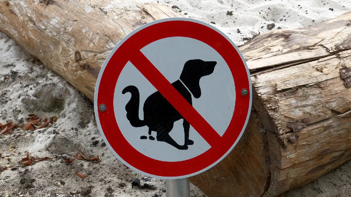 Cómo hacer que su perro haga necesidades donde debe