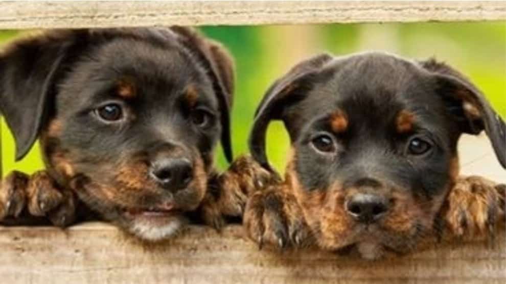 VIDEO: dos perros salvan a una mujer de ser atracada