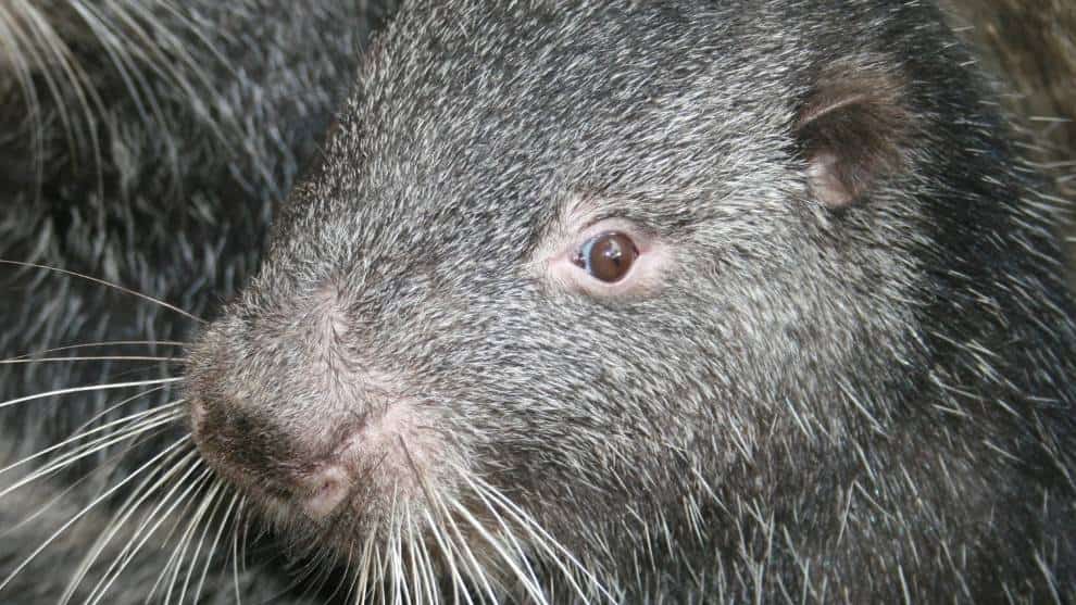 La pacarana: Una especie que necesita protección