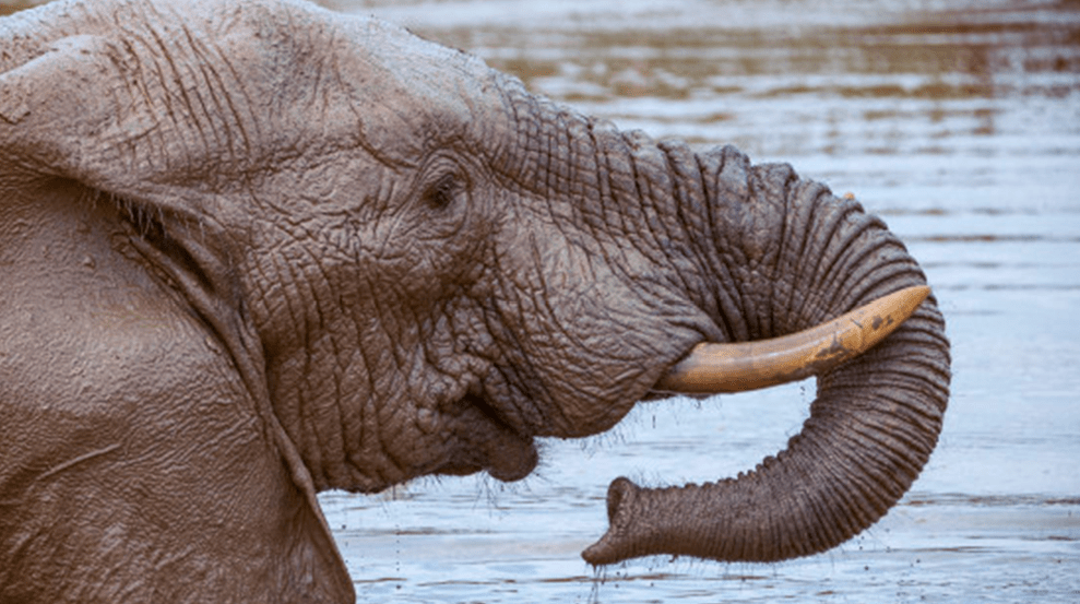 elefantes en tailandia