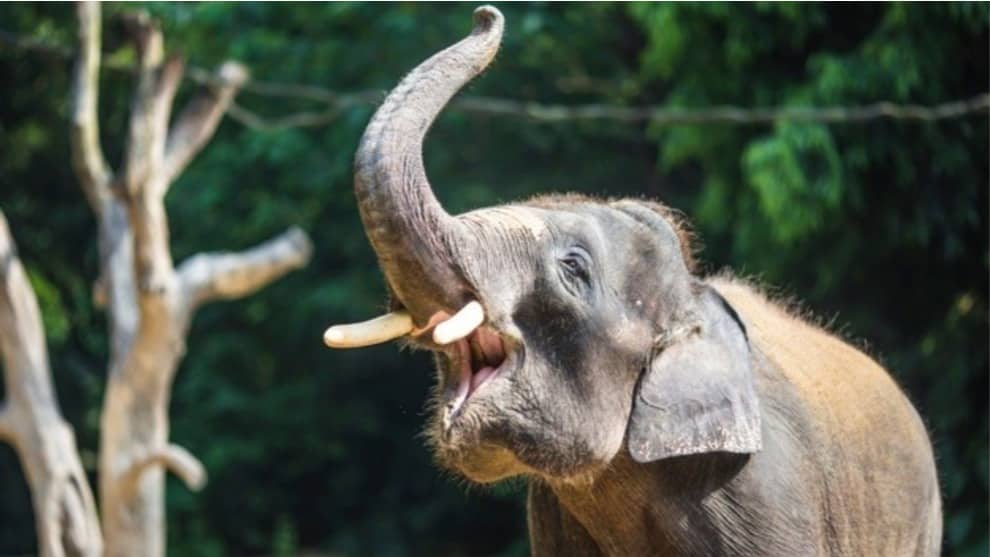 Estremecedor: pequeño elefante intenta despertar a su madre muerta en un bosque