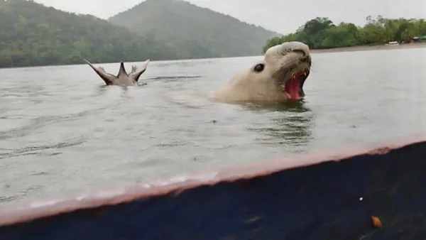 ¡Increíble! Un elefante marino fue captado nadando en el Pacífico colombiano
