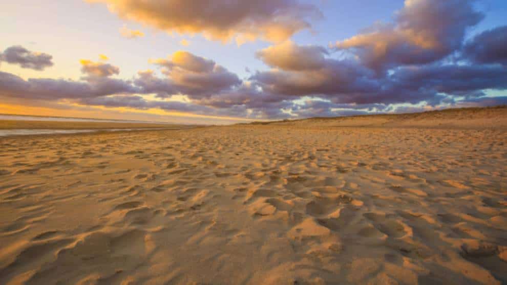 ¡Enigma! A qué animal corresponde el enorme fósil hallado en una playa