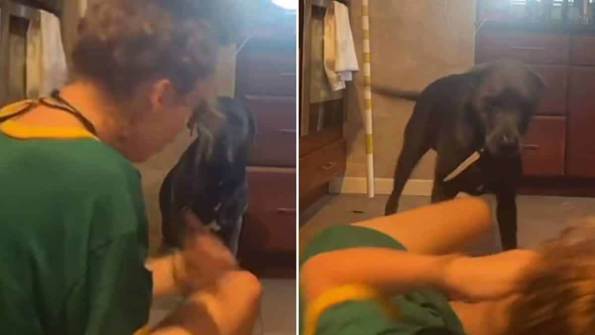 perro levantó de un susto a mujer que fingió desmayarse