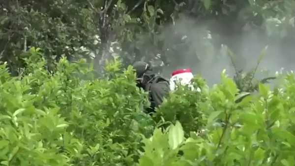 Erradicación de cultivos ilícitos no se puede aplicar en la mitad del país