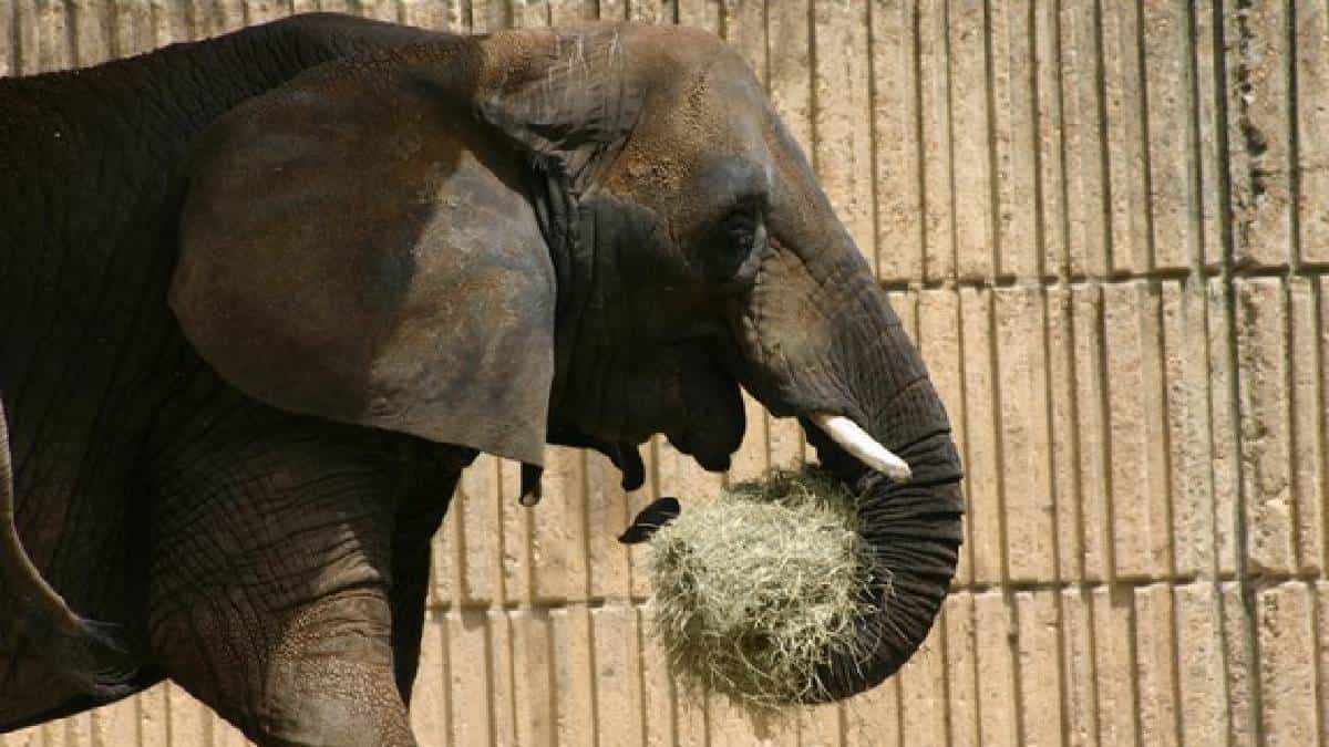 Elefante mata a un trabajador en zoológico de España
