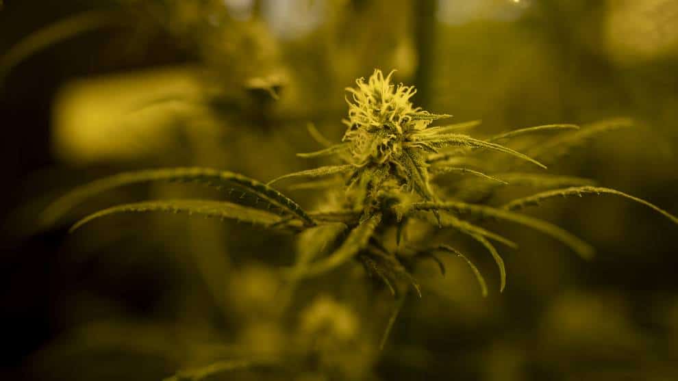 Cae red de tráfico de cannabis entre España y Francia