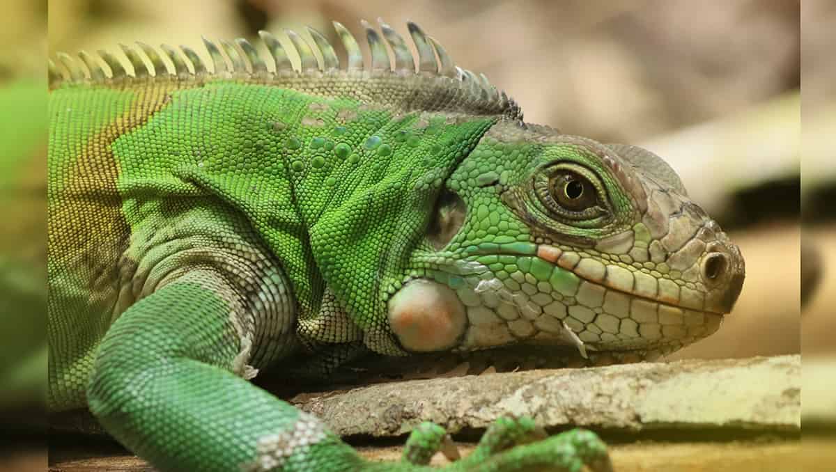 Regreso a casa de animales exóticos