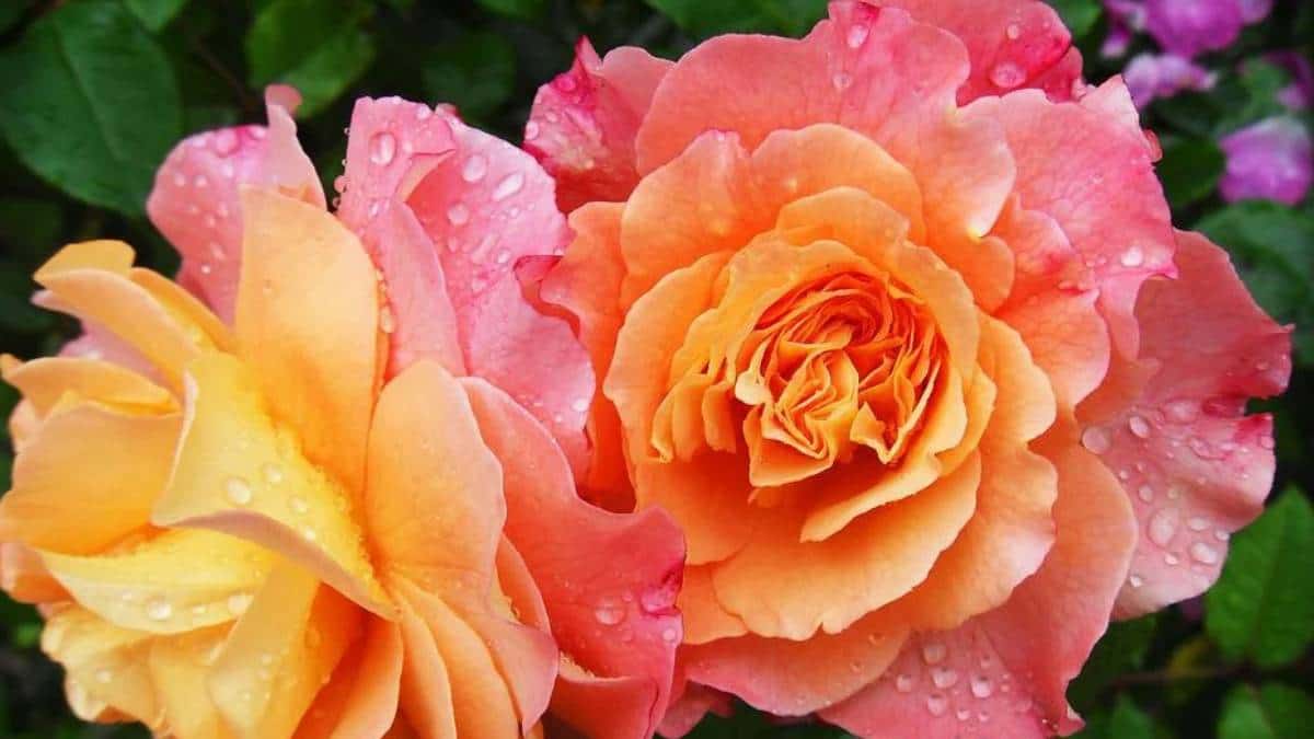 Colombia exportó más de 56 toneladas de flores en el día de la madre