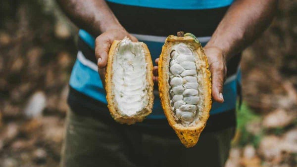 Aprobado proyecto de ley que busca unión de Colombia a la Organización Internacional del Cacao