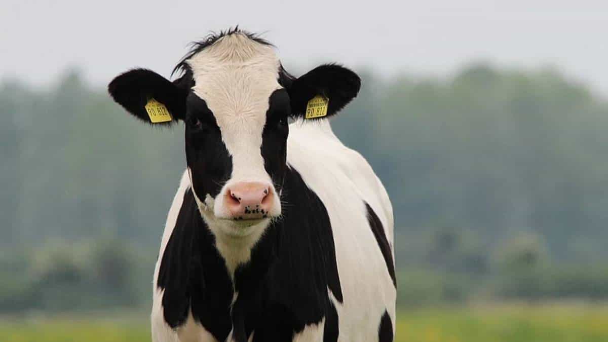 Colombia podría exportar carne de res a Estados Unidos