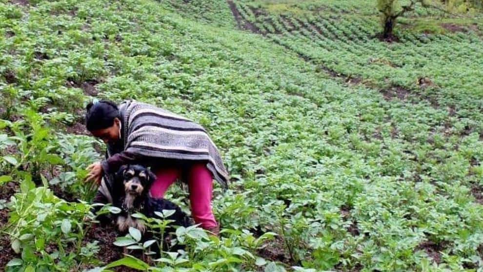 Del campo a las redes: Familia campesina se vuelve youtuber