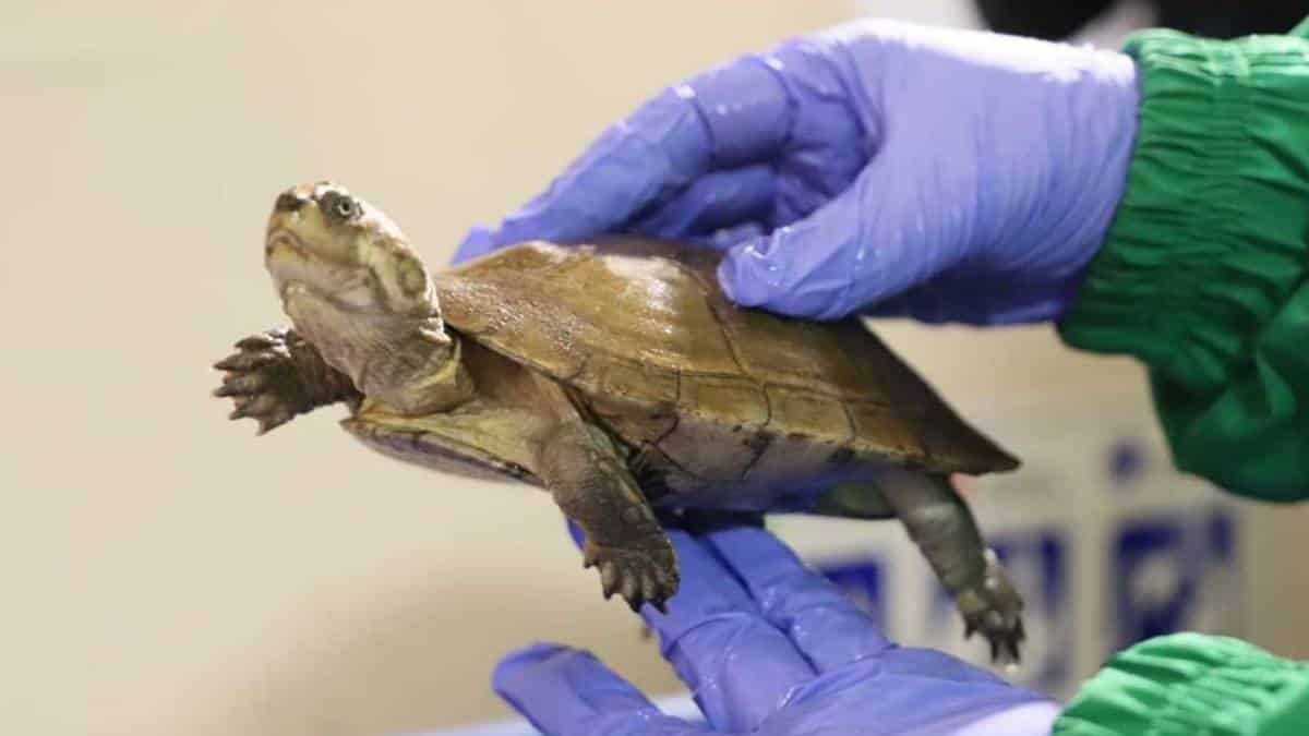 Campaña del Distrito para proteger la fauna silvestre en Bogotá