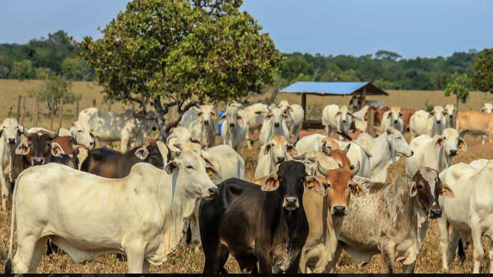 Colombia recupera estatus como país libre de aftosa con vacunación