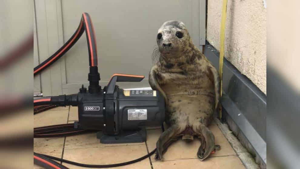 ¡Adorable! Foca se perdió mientras huía y protagonizó una tierna foto