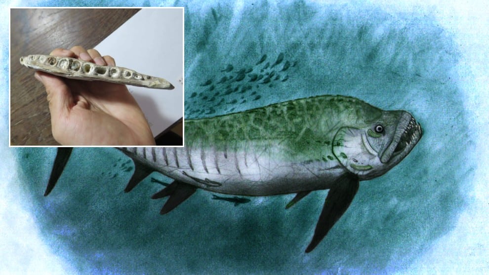 Hallan el fósil de un monstruoso pez de 70 millones de años en Argentina