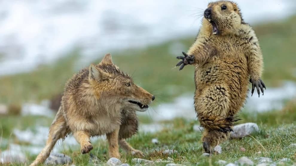 La historia escondida detrás de una premiada foto de un zorro y una marmota
